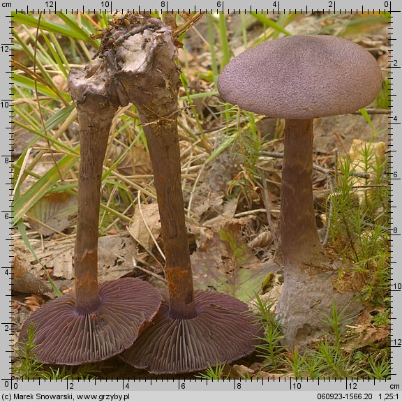 Cortinarius violaceus ssp. violaceus (zasłonak fioletowy typowy)