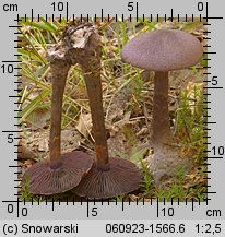 Cortinarius violaceus ssp. violaceus (zasłonak fioletowy typowy)