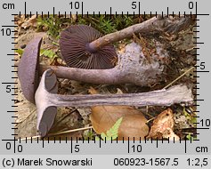 Cortinarius violaceus ssp. violaceus (zasłonak fioletowy typowy)