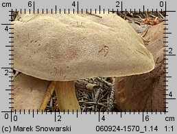 Xerocomus subtomentosus (podgrzybek zajączek)