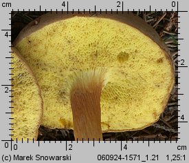 Xerocomus subtomentosus (podgrzybek zajączek)