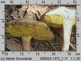 Xerocomus subtomentosus (podgrzybek zajączek)