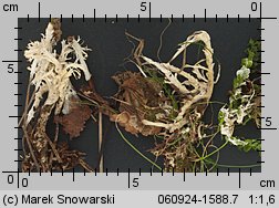 Sebacina incrustans (łojek bezkształtny)