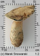 Gyroporus cyanescens (piaskowiec modrzak)