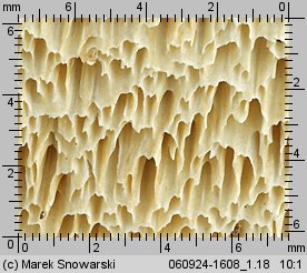 Amyloporia sinuosa (jamkoporka pogięta)