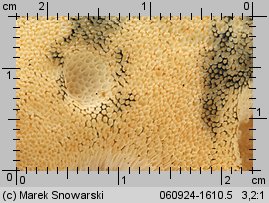 Gyroporus cyanescens (piaskowiec modrzak)