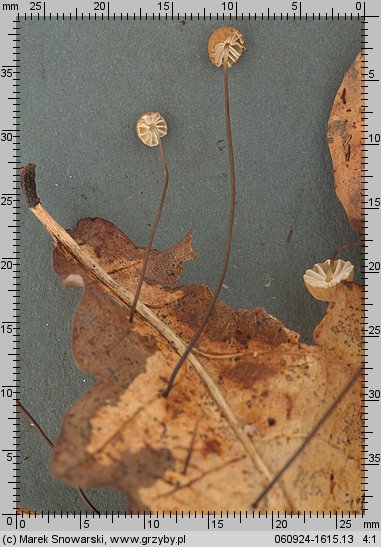 Marasmius bulliardii (twardzioszek nalistny)