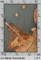 Marasmius bulliardii (twardzioszek nalistny)