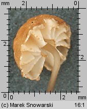 Marasmius bulliardii (twardzioszek nalistny)