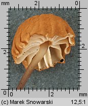 Marasmius bulliardii (twardzioszek nalistny)