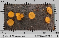 Cheilymenia stercorea (włośniczka nawozowa)
