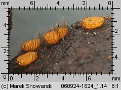 Cheilymenia stercorea (włośniczka nawozowa)