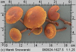 Gymnopilus picreus (łysak ciemnotrzonowy)