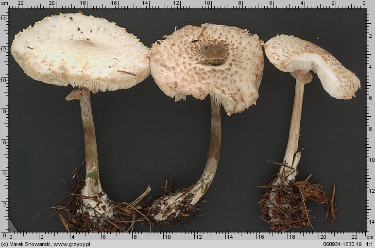 Leucoagaricus nympharum