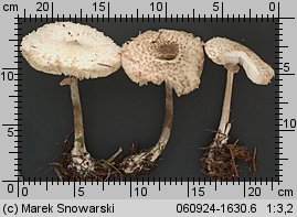 Leucoagaricus nympharum