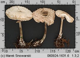 Leucoagaricus nympharum