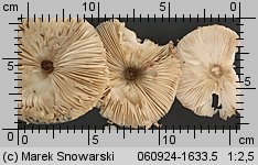 Leucoagaricus nympharum