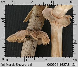 Leucoagaricus nympharum