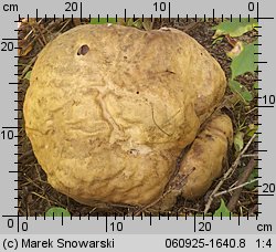 Calvatia gigantea (purchawica olbrzymia)