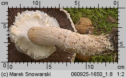 Agaricus excellens