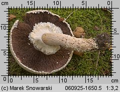 Agaricus excellens