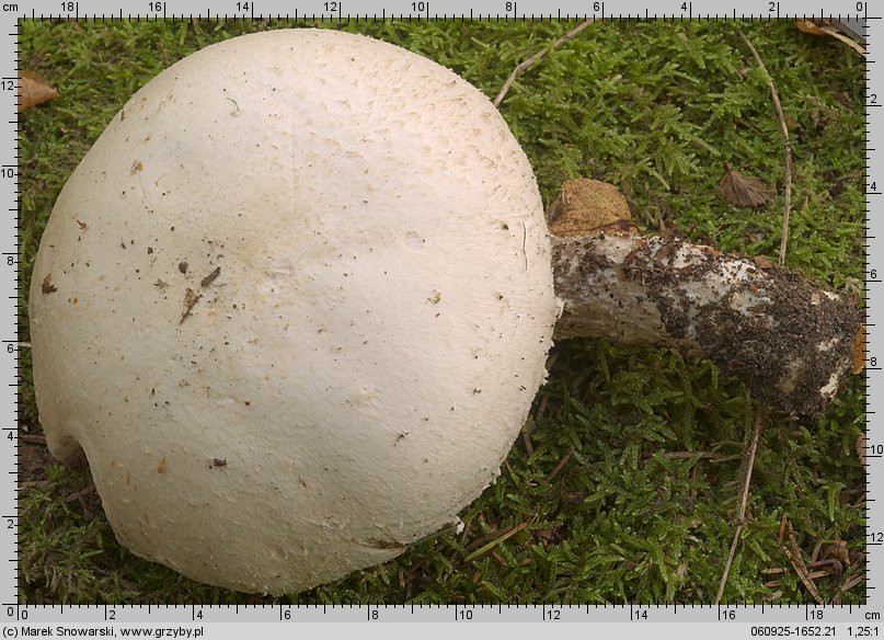 Agaricus excellens