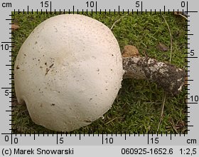 Agaricus excellens