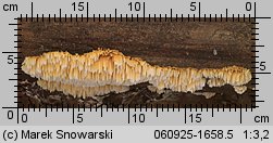 Pycnoporellus alboluteus (pomarańczowiec bladożółty)