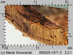 Phellopilus nigrolimitatus (czyreń czarnoliniowy)