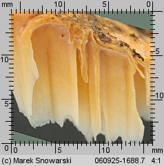 Pycnoporellus alboluteus (pomarańczowiec bladożółty)