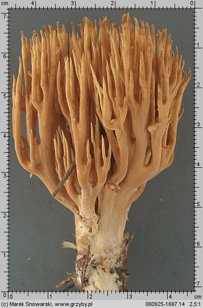 Ramaria eumorpha (koralówka sosnowa)