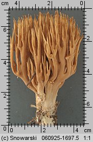 Ramaria eumorpha (koralówka sosnowa)