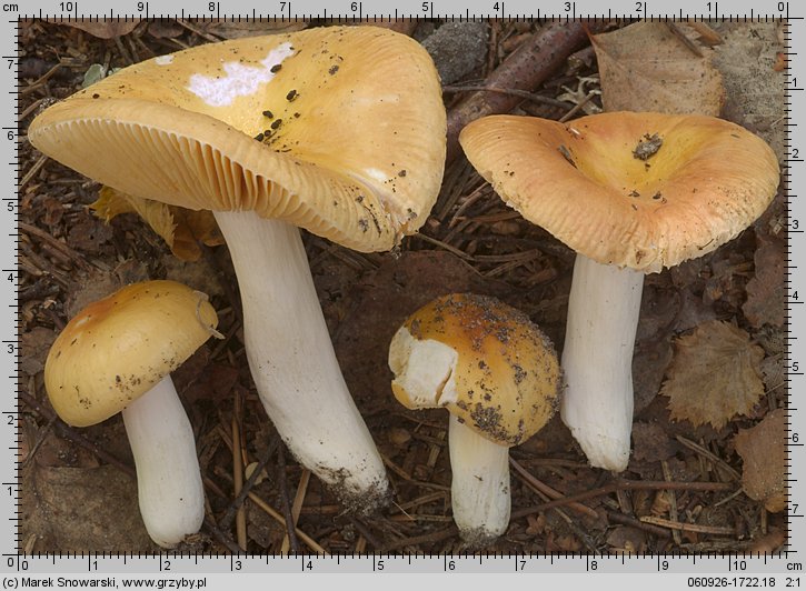 Russula risigallina (gołąbek zmiennobarwny)