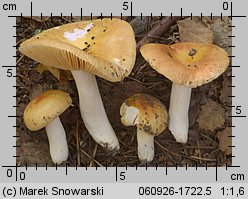 Russula risigallina (gołąbek zmiennobarwny)