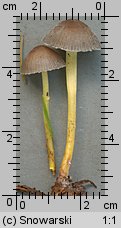 Mycena epipterygia (grzybówka cytrynowa)