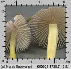 Mycena epipterygia (grzybówka cytrynowa)