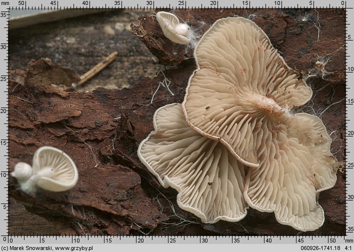 Entoloma depluens (dzwonkówka krótkotrzonowa)