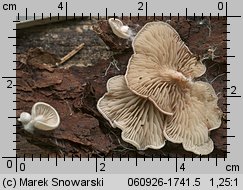 Entoloma depluens (dzwonkówka krótkotrzonowa)