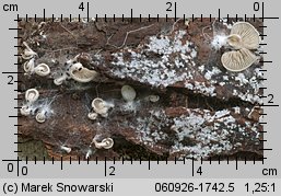 Entoloma depluens (dzwonkówka krótkotrzonowa)