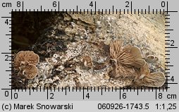 Entoloma depluens (dzwonkówka krótkotrzonowa)