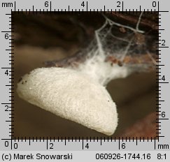 Entoloma depluens (dzwonkówka krótkotrzonowa)