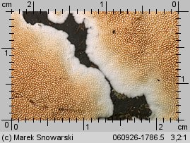 Steccherinum bourdotii (porokolczak kulistozarodnikowy)