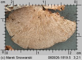 Entoloma depluens (dzwonkówka krótkotrzonowa)