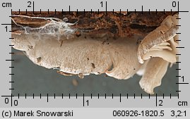 Entoloma depluens (dzwonkówka krótkotrzonowa)