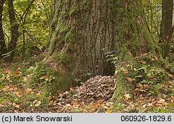 Grifola frondosa (żagwica listkowata)