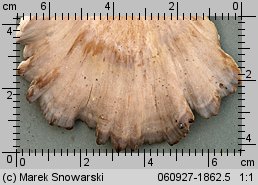 Grifola frondosa (żagwica listkowata)