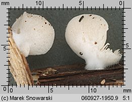 Clitopilus hobsonii (bruzdniczek malutki)