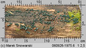 Chlorociboria aeruginascens (chlorówka drobna)