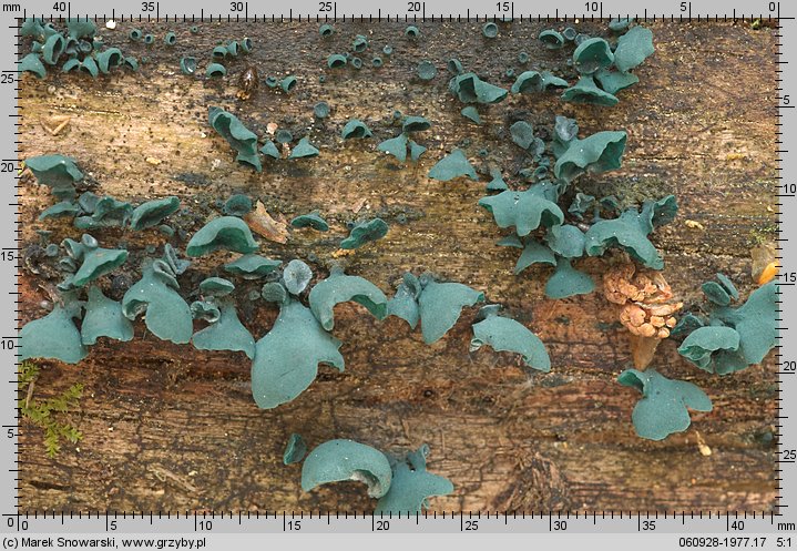 Chlorociboria aeruginascens (chlorówka drobna)