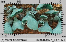 Chlorociboria aeruginascens (chlorówka drobna)